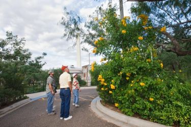 Butterflying at the Hidalgo Pumphouse begins with a close inspection of the yellow trumpet shrubs where such rarities at Green-backed Rubyspot butterflies have been seen during past Mission Butterfly Festivals. Left to right are Javier DeLeon, Sam and Jeryl Leifeste.