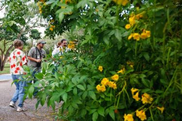 The yellow-trumpet shrubs at the Old Hidalgo Pumphouse can attract some rare butterflies like the Green-backed Rubyspot, so Mission Butterfly Festival tour leader, Javier DeLeon (with cap) is leading his group around the plant for a close inspection.