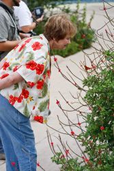 Jeryl Leifeste watching a Gulf Fritillary in the butterfly garden at the Old Hidalgo Pumphouse. Jeryl was part of a Mission Butterfly Festival tour group in 2009.