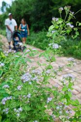 Several species of mist flower are planted in the gardens at Estero Llano Grande State Park to attract a variety of butterflies. The colorful plants and butterflies are a majoy of the reason so many families enjoy strolling the park's trail system.