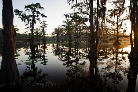 Caddo Lake, Texas sunrise