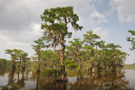Cypress trees and Spanish moss in Caddo Lake, Texas