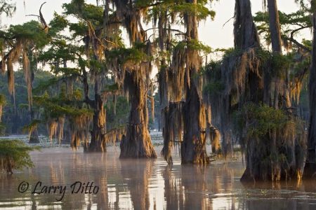 Bald Cypress and Spanish Moss on Caddo Lake, Texas at sunrise
