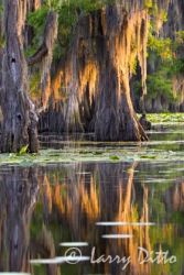 Caddo Lake, Texas' largest natural lake, lined with ancient bald cypress trees hung with Spanish moss; lake filled with water lilies;