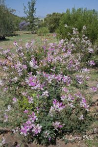 native flora at the Chichuhuan Desert Nature Center, Fort Davis, Texas