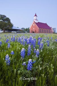 Art, Texas Methodist Church and bluebonnets east of Mason. Present church building dates from 1890.