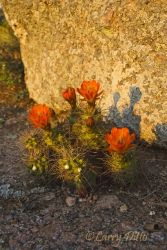 Claret Cup Cactus (Echinocereus triglochidatus) on rocky dome, Enchanted Rock State Natural Area, Fredricksburg, Texas at sunset. Photographed in April from an angle to capture the blooms' shadows on the boulder behind them.
