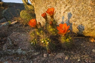 Claret Cup Cactus (Echinocereus triglochidatus) on rocky dome, Enchanted Rock State Natural Area, Fredricksburg, Texas at sunset. Photographed in April from an angle to capture the blooms' shadows on the boulder behind them.