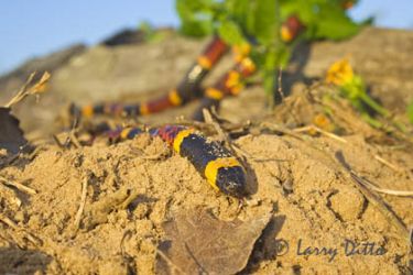 Eastern Coral Snake (Micrurus fulvius) crawlling for cover, s. Texas, summer