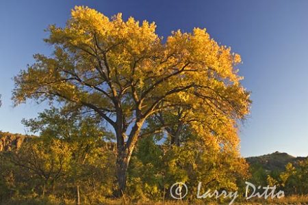 Cottonwood Trees (Populus deltoides), autumn, sunrise in Davis Mountains, west Texas