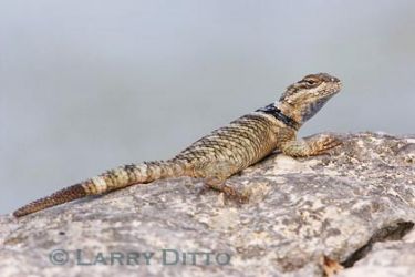 Crevice Spiny Lizard (Sceloporus sp.)sunning on rock, fall, central Texas