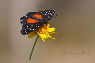 Crimson Patch (Chlosyne janais) is easy to spot at the North American Butterfly Association butterfly garden south of Mission, Texas.