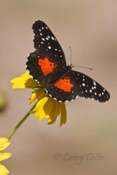 Crimson Patch butterflies aren't easy to find north of the border, but the Falcon State Park and North American Butterfly Association butterfly gardens are likely habitats for this black beauty.