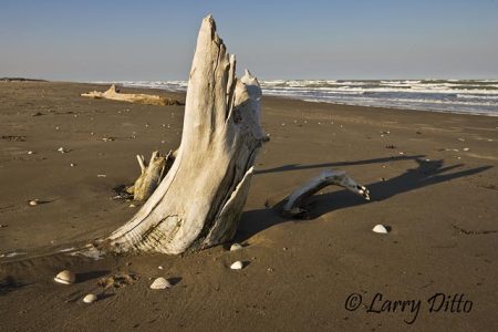 Driftwood on Boca Chica Beach near the mouth of the Rio Grande, south Texas gulf coast