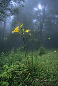 Yellow lily in the cloud forest at El Cielo Biosphere Reserve, Tamaulipas, Mexico