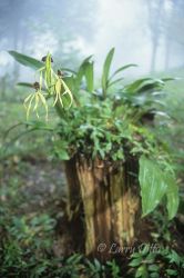 Orchid (Prosthechea cochleata) growing on a dead tree in the cloud forest, Rancho Cielo, El Cielo Biosphere Reserve, Tamaulipas, Mexico