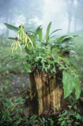 Orchid (Prosthechea cochleata) growing on a dead tree in the cloud forest, Rancho Cielo, El Cielo Biosphere Reserve, Tamaulipas, Mexico