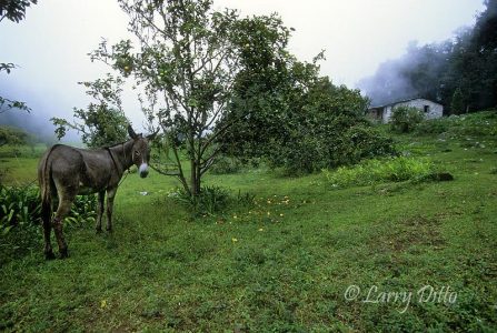 Burro and house in Cloud Forest at El Cielo Biosphere Reserve, Tamaulipas, Mexico