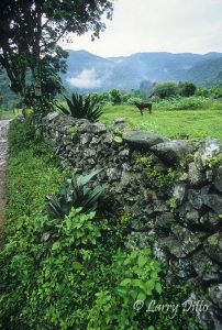 Stone fence and burro in Alta Cima, El Cielo Biosphere Reserve, Tamaulipas, Mexico