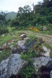 Flowers blooming along the trail from Alta Cima to the mountains, El Cielo Biosphere Reserve, Tamaulipas, Mexico