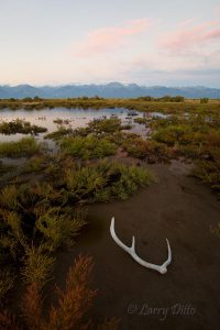 elk antler on alkali flats in Colorado