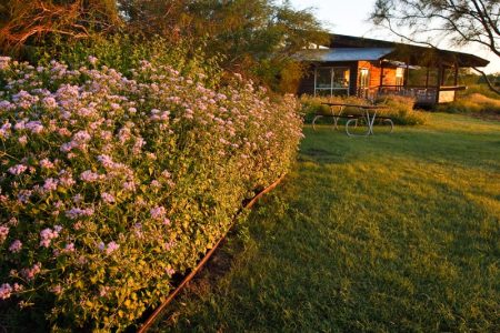 Visitor Center and Mist Flower at Estero Llano Grande, sunrise.