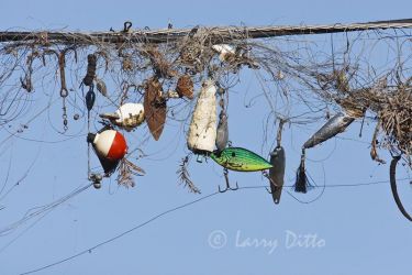 Fishing lures entangled on overhead cable, Landa Park, New Braunfels, Texas