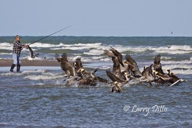 Fisherman and brown pelicans.
