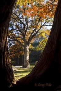 Cypress from within a cypress, Garner State Park, Leaky, Texas, Nov.