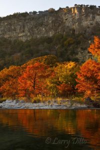 Bald Cypress changing to autumn color on the Frio River in Garner State Park, Texas