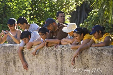 Zoo visitors watching gorillas at Gladys Porter Zoo. Brownsville, Texas.
