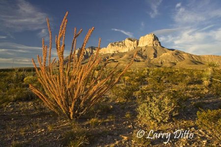Autumn ocotillo at the foot of El Capitan in Guadalupe Mountains National Park, Texas