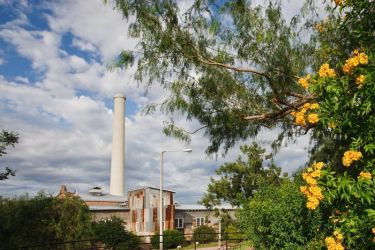 Yellow Trumpet shrub (referred to by the author) and other butterfly plants surround the historic Old Hidalgo Pumphouse.