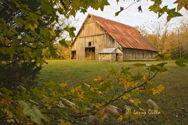 Historic Barn, Buffalo National River, Ozark Mountains, Arkansas, early morning looking through Sweet Gum leaves in autumn