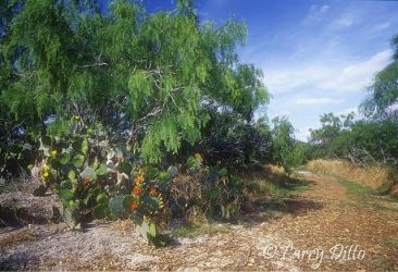 Hugh Ramsey Nature Park in Harlingen, Texas, Walking trail passes prickly pear cactus in bloom and mesquite trees. Park is part of the World Birding Center and is located on the Arroyo Colorado.