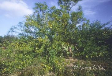 Hugh Ramsey Nature Park in Harlingen, Texas on the Arroyo Colorado. Palo Verde tree and prickly pear cactus in bloom; both are native plants.