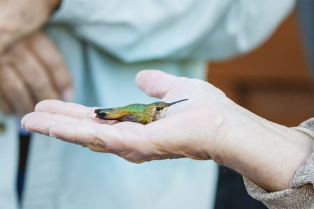 Banded hummingbird being released.