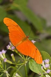 Julia Heliconian (Dryas julia) has one of the largest wingspreads of any Texas butterfly. Mist flowers and dozens of other flowering plants species attract a array of butterflies at the Old Hidalgo Pumphouse.