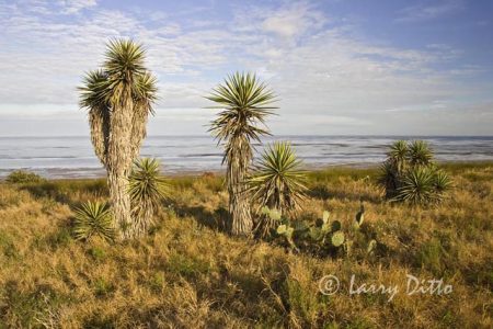 Yucca on the bayside tour drive next to the Laguna Madre at Laguna Atascosa NWR, Texas