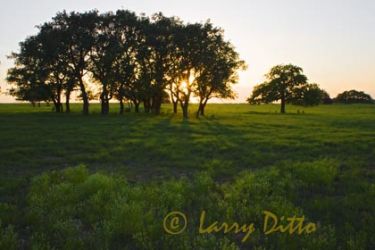 Copse of Liveoak (Querqus virginiana) growing an a mowed field, sunset, central Texas north of Fredericksburg, spring