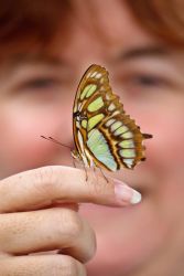 Dawn Gordon with a Malachite on her finger at the Old Hidalgo Pumphouse. She was part of a Mission Butterfly Festival Tour group butterfly tour.