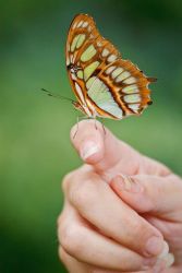 The Mission Buttefly Festival tours are always instructive and fun. Participants see unusual butterflies like this huge Malachite at the Old Hidalgo Pumphouse butterfly garden.