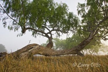 Honey Mesquite (Prosopis glandulosa) growning on a s. Texas ranch. Mesquites take on many interesting forms. This one is almost laying on its side.