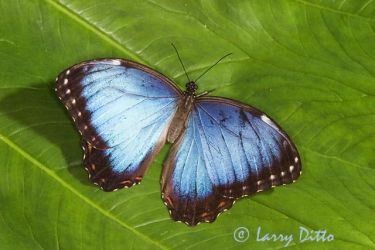 Montezuma Morpho (butterfly) is among the largest and most colorful butterflies found in the El Cielo Biosphere Reserve, Tamaulipas, Mexico