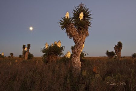 Full moon and blooming yucca