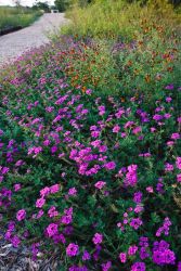 Verbina and Mexican Hat blooms brighten up the trailsides and attract a variety of butterflies at the NABA Butterfly Park in Mission, Texas. It the cool of evening when the butterflies have found refuge under leaves and on branches and bark, it's the flowers that stand out.
