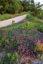 Verbina and Mist Flower brighten up the trails and attract a variety of butterflies at the NABA Butterfly Park in Mission, Texas