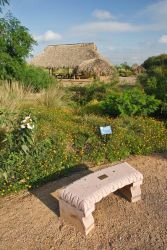 Tepeguaje, wild olive, and various grasses are part of the native plant landscaping mix at the North American Butterfly Association (NABA) Butterfly Park, Mission, Texas. In the background, a large "palapa" or thatch-roofed outdoor classroom is where school children or adults gather for classes on "landscaping for butterflies and birds", "identifying moth and butterfly caterpillars" and more.