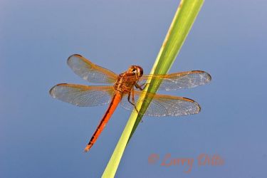 Needham's Skimmer (Libellula needhami) dragonfly, male perched on cattail in marsh, south Texas, September
