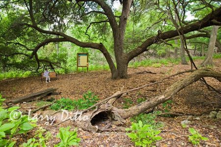 Huge live oak trees and nature trail at The Old Tunnel Bat Cave near Fredericks burg, Texas